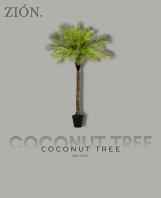 Coconut Tree