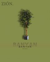 Banyan