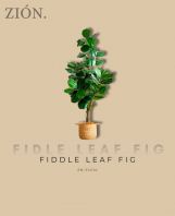 Fidle Leaf Fig