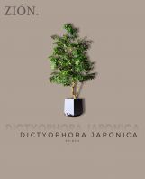 Dictyophora Japonica