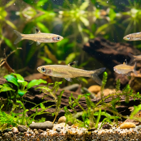 Emerald Eye Rasbora