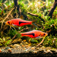 Espei Rasbora