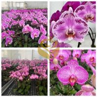 Long-Blooming Moth Orchid Plant | Phalaenopsis for Sale