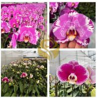 Moth Orchid for Sale | Easy-Care Phalaenopsis in Bloom