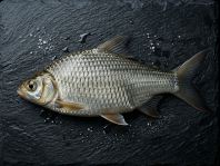 Local Tenggadak Fish 700g - 790g