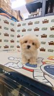 Tiny Maltipoo Female