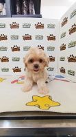 Maltipoo Male