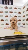 Tiny Maltipoo Female Cream color