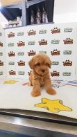 Brown Tiny Maltipoo Male