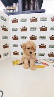 Tiny Poodle Female Cream color