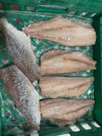 White Snapper fitlet ������Ƭ
