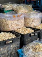 ����Ưԭ��