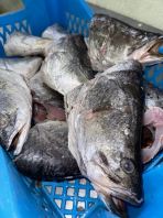 SIAKAP��ͷ/ʯ����ͷ