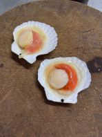 Ϻ���ȱ� scallops