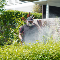 Pest Control Taman Melati