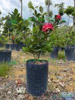 Camellia Azalea ��Hybrid Red��