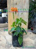 Crossandra Infundibuliformis