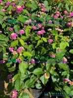 Lantana Montevidensis