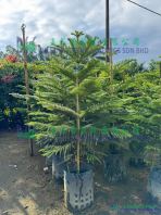 Araucaria Heterophylla