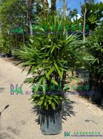 Rhapis Excelsa