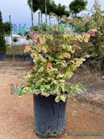Bridelia Ovata Variegated