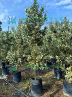 Conocarpus Erectus var. Sericeus