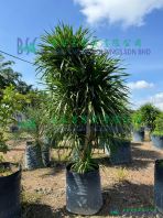 Dracaena Draco