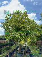 Ficus Benghalensis (Yellow Variegated Leaf)