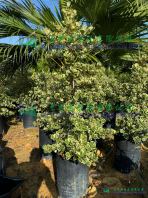 Ficus Triangularis Variegata