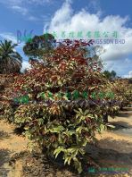 Excoecaria cochinchinensis ��Variegata��