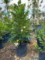 Radermachera ��Kunming��