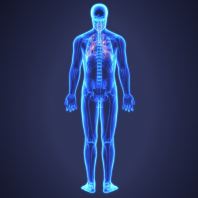 Lymphatic Lymphatic