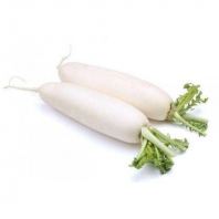WHITE RADISH