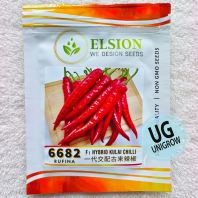 6682 F1 Chili Kulai Rufina (10gm) һ�������������