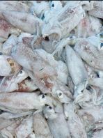 Sejuk Beku Baby Sotong