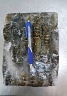 Premium Fresh Frozen Yabby / Crayfish / Small Lobster   Makanan Laut Berkualiti Tinggi yang Dibersihkan  Bekalan Pukal Mampu Milik 
