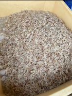 Udang Pedang Laut Tempatan Premium (Kecil) Saiz: 300/500 
