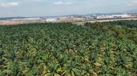 Senai Seelong Lands For Sale
