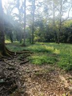 Jalan Pontian - Batu Pahat Agricultural Land For Sale