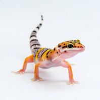 Gecko