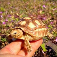 Sulcata Tortoise