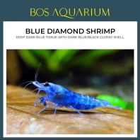 Blue Diamond Shrimp