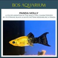Panda Molly