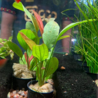 ECHINODORUS BIG BEAR