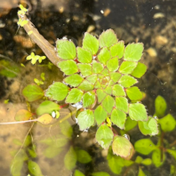 FLOATING PLANT - POGOSTEMON HELFERI (DOWNOI)