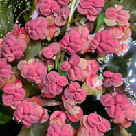 FLOATING PLANT - RED APPLE