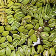 FLOATING PLANT - SALVINIA