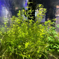 HEMIANTHUS MICRANTHEMOIDES