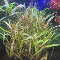 HYGROPHILA SP ARAGUAI