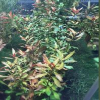 LUDWIGIA REPENS